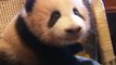 Giant Panda Cub Growing up at Chongqing Zoo