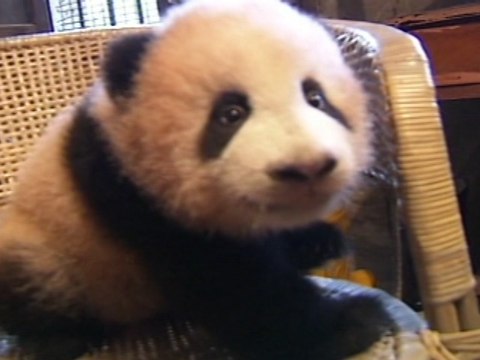 Giant Panda Cub Growing up at Chongqing Zoo