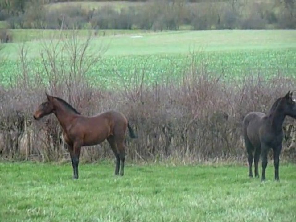 Breizia Bengala 03 01 12