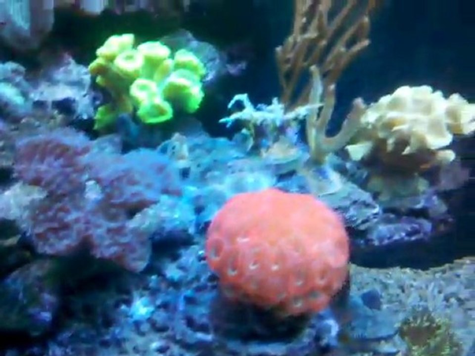 osaka reef tank , osaka 260 en aquarium recifal