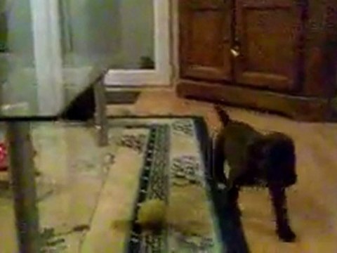 CHIOTS BOXER de 26 j