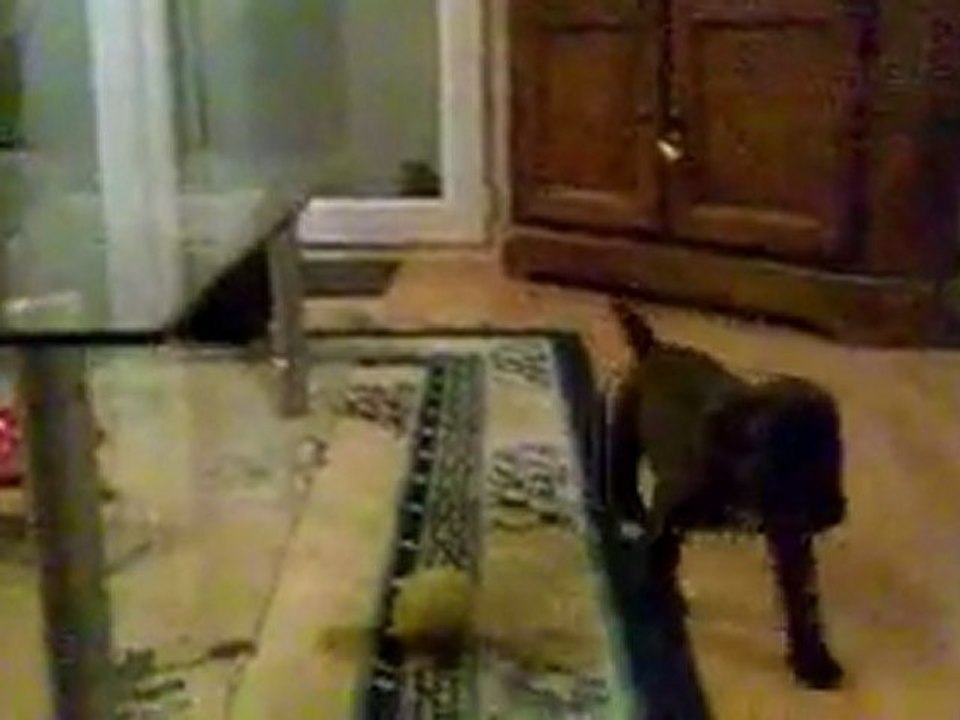 CHIOTS BOXER de 26 j