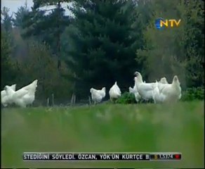 Tavuk mu yumurtadan, yumurta mı tavuktan çıktı?