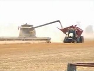 Wheat harvesting
