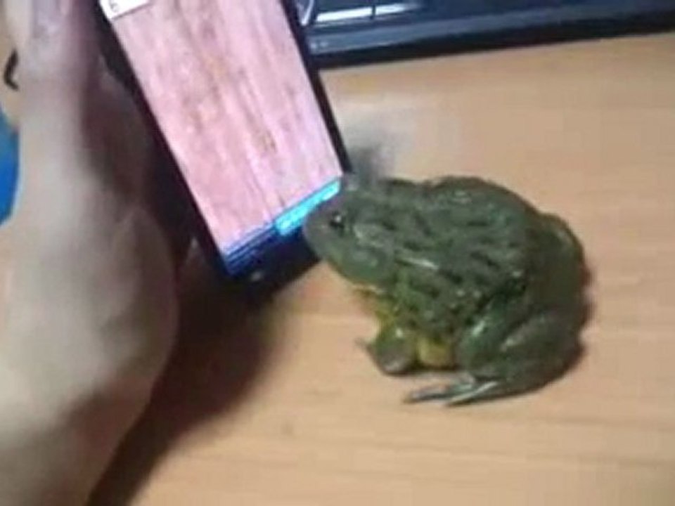 Ant Smasher Pacman Frog catch some touch screen bugs