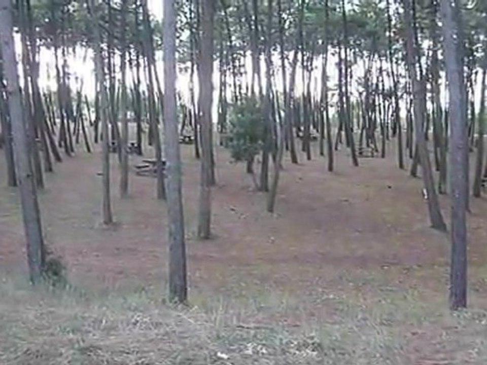 V3- La Faute, pinède devant le camping