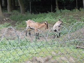 Albert-et-les-biquettes