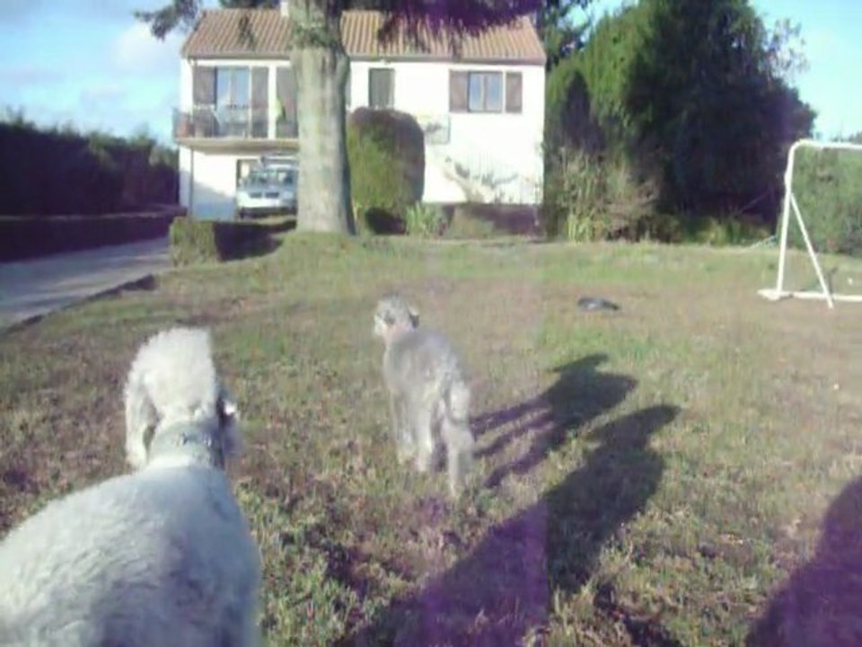 Elfy- blue du Kinkajou et ses chiots de l'élevage "du Bleu Padmé" avec Goji -blue et Ginko