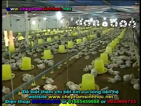 Đệm lót sinh học - đệm lót sinh thái - đệm lót lên men với chế phẩm sinh học balasa chăn nuôi gà