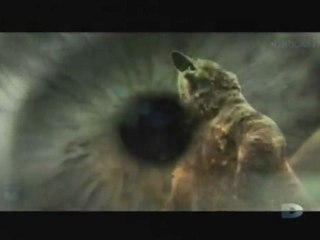 Agressions animales, Épisode [3] - 1 de 3