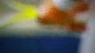Watch Andy Murray v Gilles Müller 2012 - Brisbane International (Brisbane ATP)