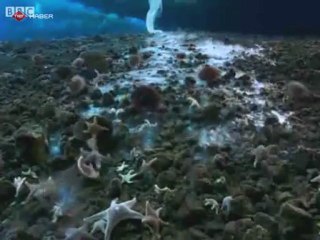 Ölüm Sarkıtı İlk Kez Görüntülendi