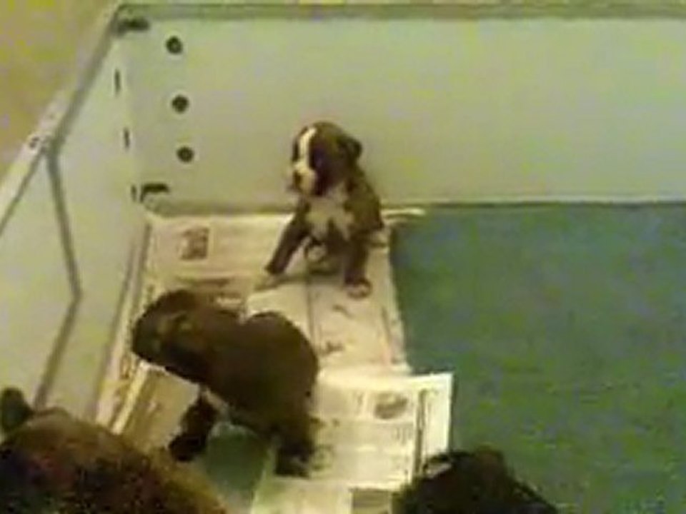 CHIOTS BOXER Aboiement 27 j