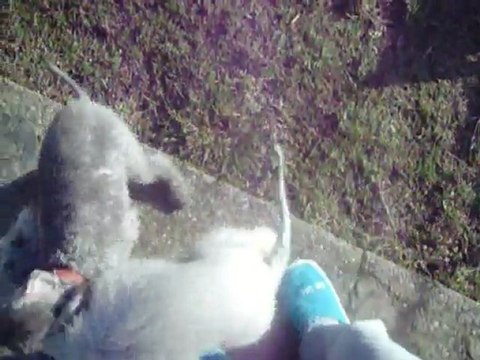 Elfy- blue du Kinkajou et ses chiots de l'élevage du Bleu Padmé