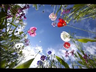 amedeo minghi-i ricordi del cuore(edera)