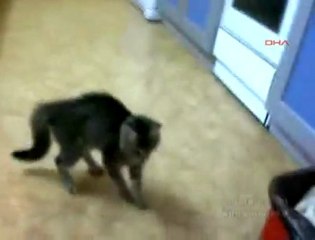 Kediyle Sıçanın İlginç Dostluğu