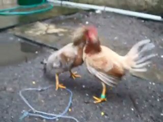 test poule espagnol coqbx33