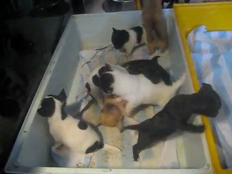 bagarre generale des chiots lolll