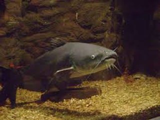 Comment reconnaitre le silure et le poisson-chat