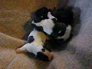 bébés Fripouille 4/01/2012