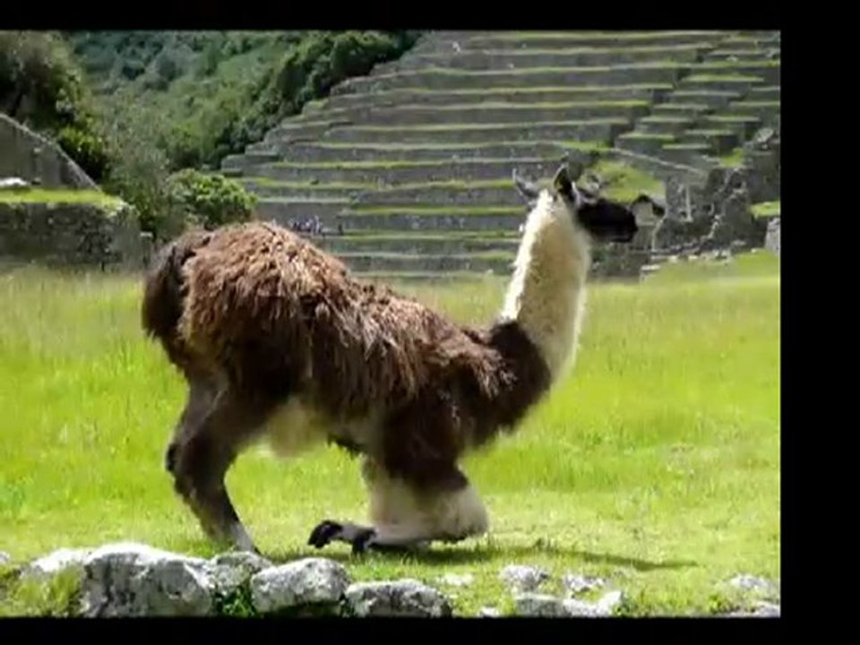 machu pikachu