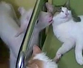 kedi ve kuzunun şaşırtan kardeşliği