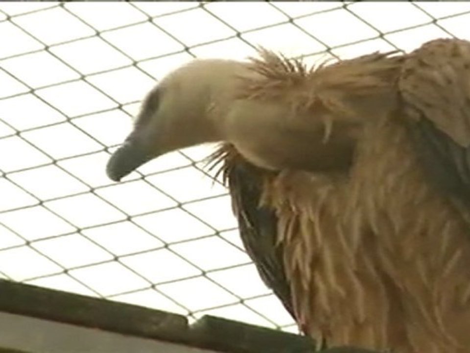 Croatie Vautours sujet-MPEG-4