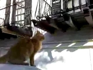 Daredevil Cat Jumps from Car to Balcony