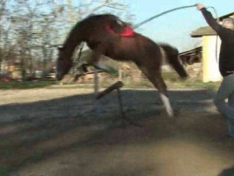 Les tout premiers sauts du poulain (Decembre 2011)