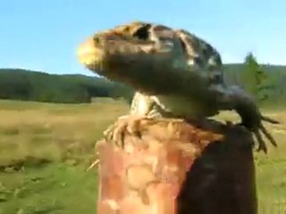 EXCLUSIV - Razvan Adolf Codrescu prins viu la Petru Voda