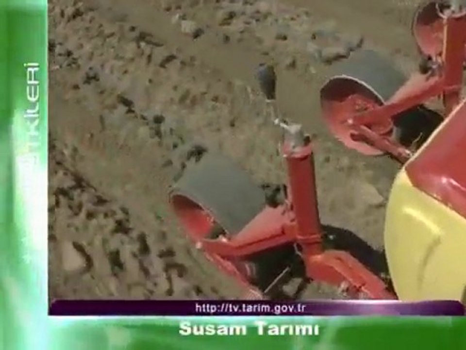 Susam Tarımı