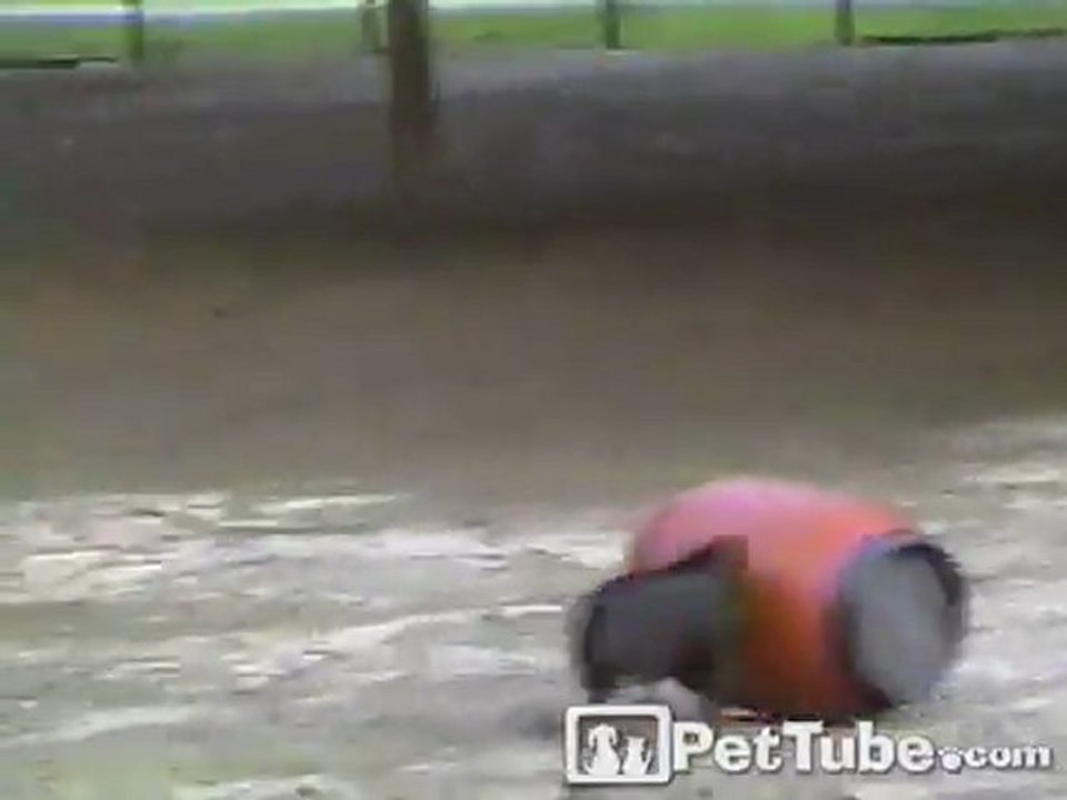 Barrel-Chested Potbelly Pig