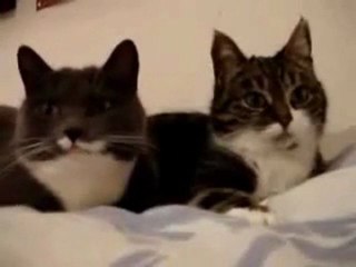 les chats qui parle chit's mdr