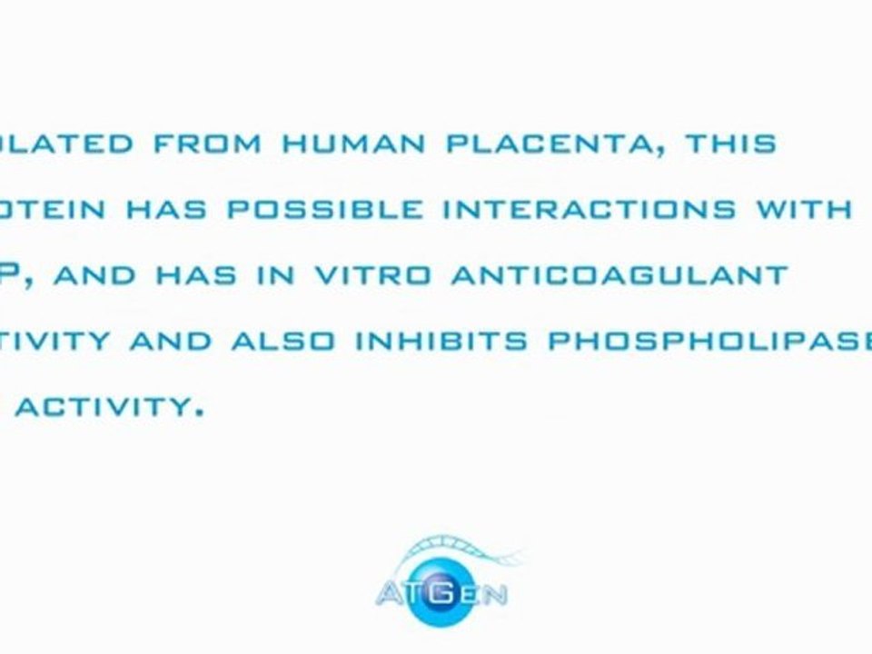 Annexin A4 Recombinant Protein