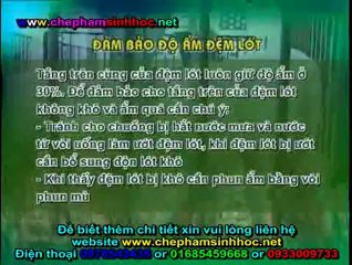 Đệm lót sinh học - đệm lót sinh thái - đệm lót lên men với chế phẩm sinh học balasa dùng cho heo, lợn