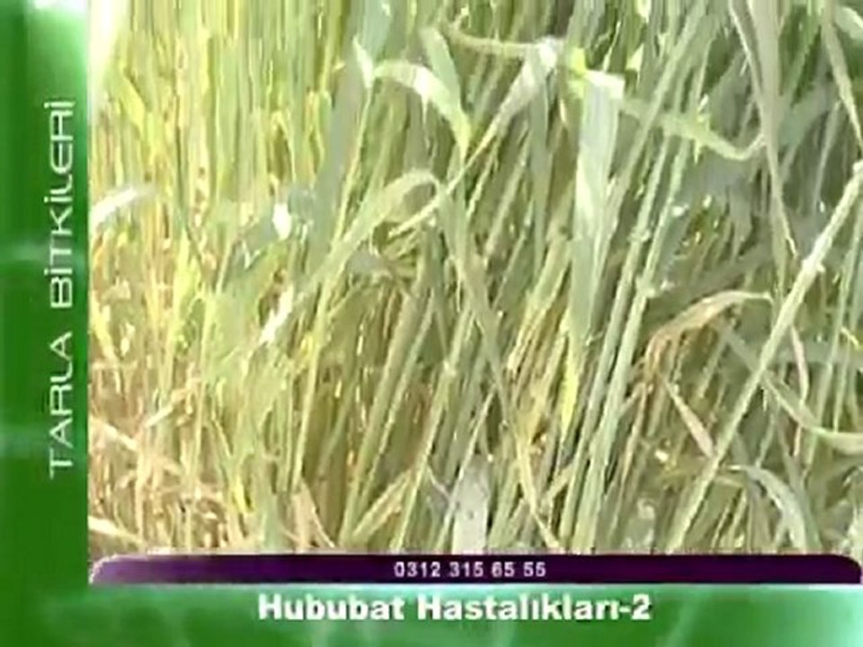 Hububat Hastalıkları 2. Bölüm