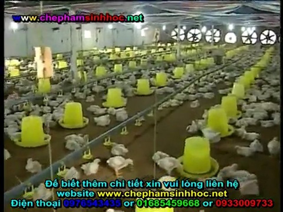 Đệm lót sinh học - đệm lót sinh thái - đệm lót lên men với chế phẩm sinh học balasa chăn nuôi gà