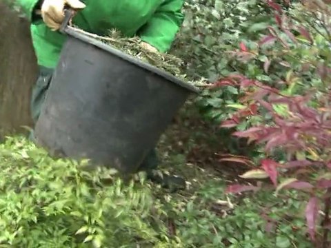 Les sapins de Noël recyclés pour les jardins parisiens