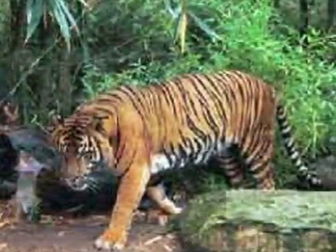 Vem...comigo dançar