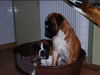 L'Amitié , Age tendre et tête de bois