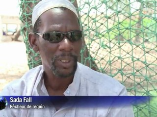 Au Sénégal, la pêche au requin menace l'écosystème marin
