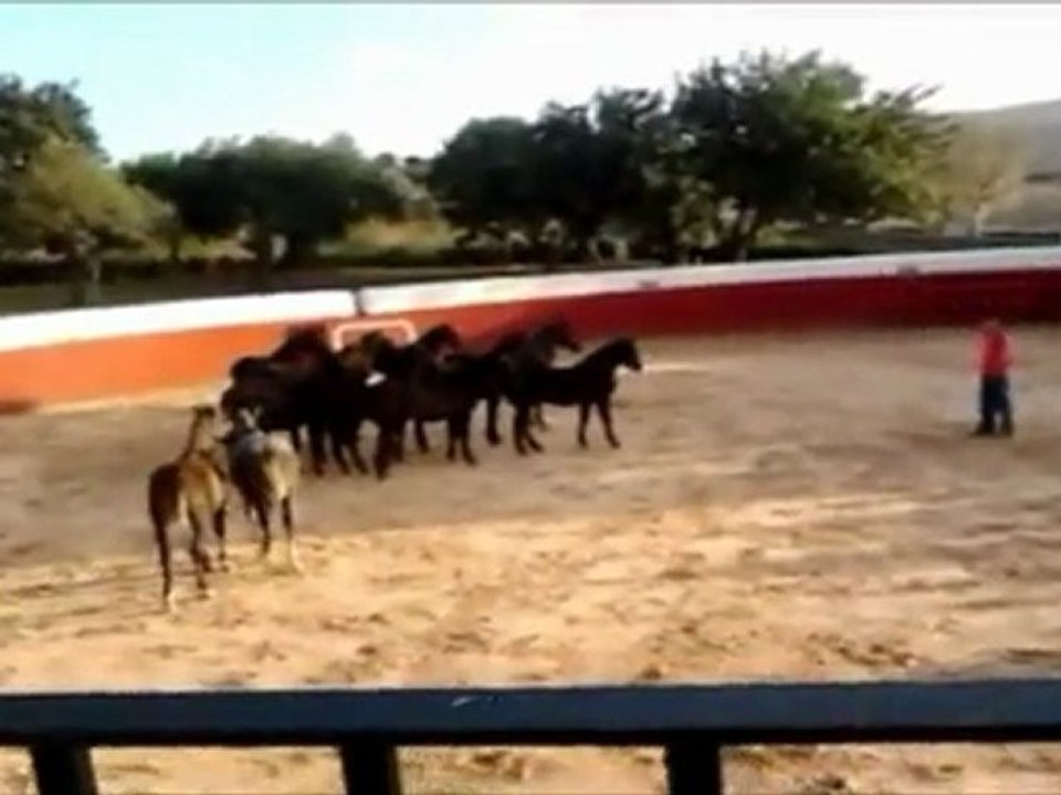 Exhibición ecuestre en la Ganadería de Torrestrella en Cádiz