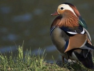 Ohad Finkelstein Birds Photography