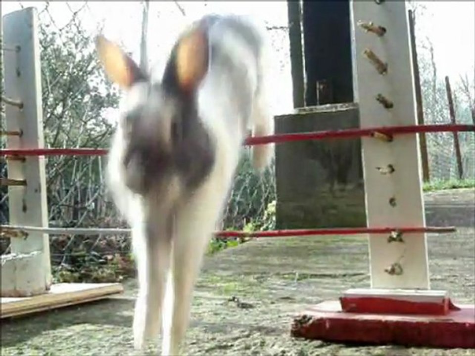 kaninhop de mes deux lapins