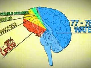 The Infographics Show - Brain
