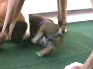 Boxer s Cute But Clumsy Puppies in HD