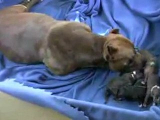 Mia s 4th Pit Bull Puppy Birth in HD