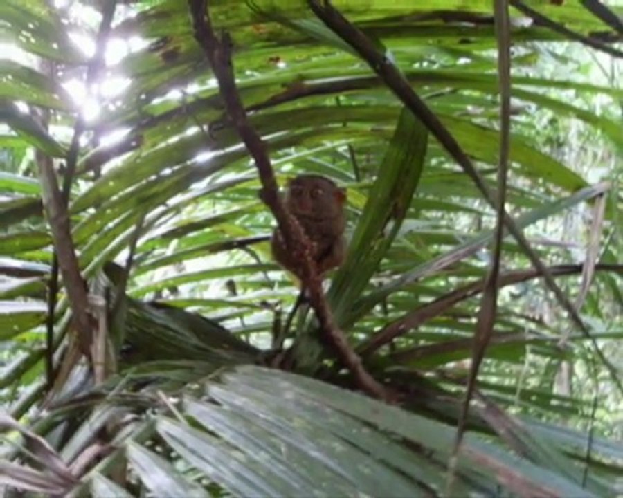 vacances bungalow bohol philippines reggae guest house