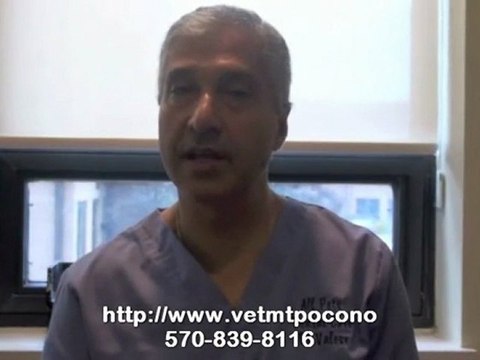 Dog Daycare with a Veterinarian in Mt. Pocono