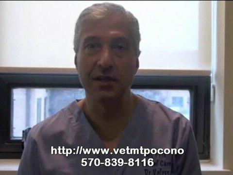 Dog and Cat Boarding Facility in Mt. Pocono